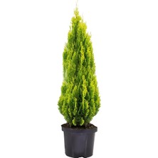 Gardenkoala Thuja ‘pyramidalis Aurea' – Piramidal Mazı – 17 cm Saksı