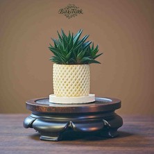 BitkiTÜRK Altlıklı Beton Saksıda Ithal Bol Yavrulu Huwarthia Bereket Yıldızı