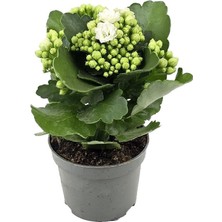 Gardenkoala Beyaz Kalanşo Çiçeği – Kalanchoe Blossfeldiana 10.5 cm Saksı