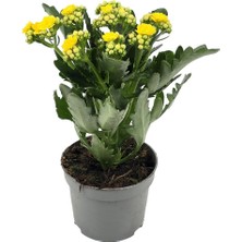 Gardenkoala Sarı Kalanşo Çiçeği – Kalanchoe Blossfeldiana 10.5 cm Saksı