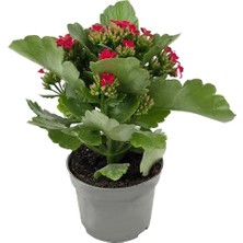 Gardenkoala Kırmızı Kalanşo Çiçeği – Kalanchoe Blossfeldiana 10.5 cm Saksı