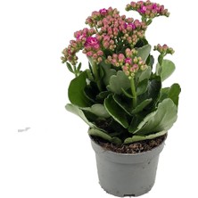 Gardenkoala Pembe Kalanşo Çiçeği – Kalanchoe Blossfeldiana 10.5 cm Saksı