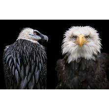 Storemax Birds: Photographs