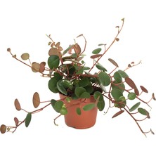 Betonish Peperomia Perciliata (Zümrüt Dalgası Çiçeği)