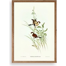 Sinems World Kuşlar Ahşap Çerçeveli Tablo