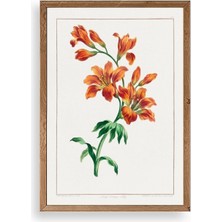 Sinems World Turuncu Zambak Ahşap Çerçeveli Tablo