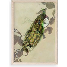 Sinems World Kuş Ahşap Çerçeveli Tablo