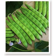 Wishora Store Tarım Ata Tohumu Yerli 40 Günlük Fasulye Sarıkız 50 Adet Tohum