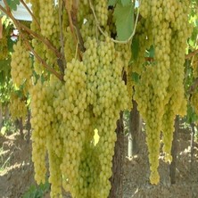 Wishora Store Paket Tüplü Yemesi Güzel Çekirdeksiz K7 Üzüm Fidanı