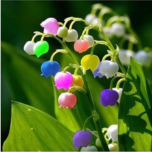 Wishora Store Dünyam Çok Nadir Ithal Renkli Çan Orkide Çiçeği Tohumu 5 Tohum