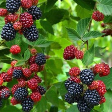 Wishora Store Tüplü Bol Verimli Bursa-1 Böğürtlen Fidanı