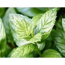 Wishora Store Nane (+250 Tohum) - Akgen