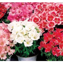 Wishora Store Godetya Tohumu (Bahçe Açelyası) Karışık Renkli - 5 Tohum