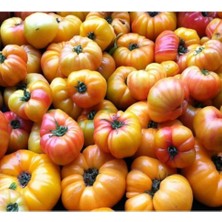 Wishora Store Look 10 Adet Sarı Biftek Domates Tohumu TH-THMCMTHM186