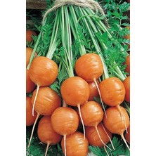 Wishora Store Topak Havuç Tohumu / 40 Adet Havuç Tohumu