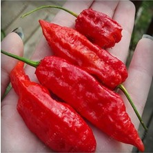 Wishora Store Adet Kırmızı Bhut Jolokia Biber Tohumu