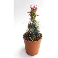 Wishora Store Invicta Nadide Tür Kaktüs Tekli Kaktüs 5.5 cm Saksıda Özel Kaktüs