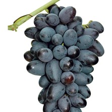 Wishora Store Tüplü Özel Ürün Çekirdeksiz Hatun Parmağı Üzüm(Asma-Bağ) Fidanı