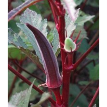 Wishora Store Adet Red Burgundy Bamya Tohumu