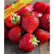 Wishora Store Tarım Yerli Doğal Çilek Yediveren 0,1 Gram Tohum