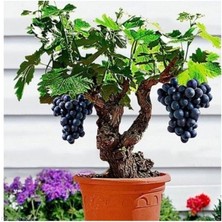 Wishora Store Siyah Üzüm Bonzai Ağacı Tohumu 5 Adet Bonsai Ağacı Tohumu