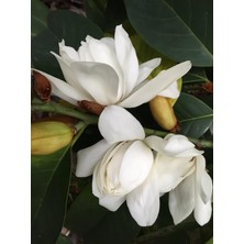 Wishora Store Tapınak Manolyası Manolya 10 Adet Tohum Yeni Sezon Ürünü