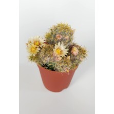 Wishora Store Prolifera Teksas Meme Kaktüsü Krem Çiçek Açan Kaktüs 5.5 cm Saksıda