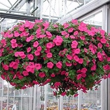 Wishora Store Tohum Sarkıcı Snowball Petunya Çiçeği (100 Tohum)