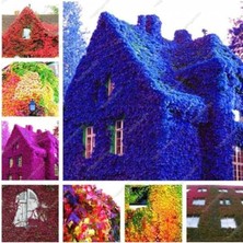 Wishora Store Look 5 Adet 5 Renk Sarmaşık Tohumu TH-SARMAŞIK12