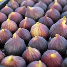 Wishora Store Tüplü Iri Meyveli Dürdane Bursa Siyahı Incir Fidanı