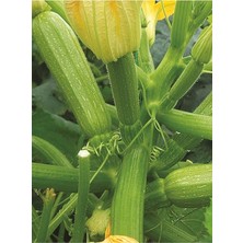 Wishora Store Tarım Hybrit Dolma Kabak Tohumu 10 Adet Tohum