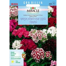 Wishora Store Uzun Boylu Karışık Renkli Hüsnü Yusuf Çiçeği Tohumu (690 Tohum)