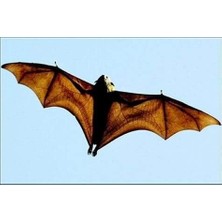 Wishora Store Toz Yarasa Gübresi