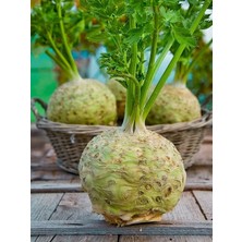 Wishora Store Garden Doğal Anadolu Kök Kerevizi Tohumu 100 Ad. Tohum