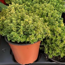 Wishora Store Limon Kokulu Limone Aromatik Kekik Fidesi (2 Adet)