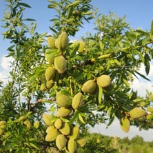 Wishora Store Tüplü Aşılı Iri Meyveli Yarı Bodur Bertina Badem Fidanı (10 Adet)