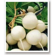 Wishora Store Tarım Yerli Doğal Turp Beyaz Inci 500 Adet Tohum