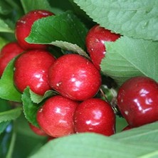 Wishora Store Tüplü Aşılı Erkenci Yarıbodur Verimli Early Lorry Kiraz Fidanı