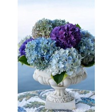 Wishora Store Dünyam Mor Mavi Karışık Ortanca Çiçeği Tohumu-10 15 Adet