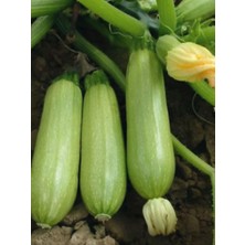 Wishora Store Garden Doğal Sakız Tipi Dolmalık Kabak Tohumu 20 Ad. Tohum