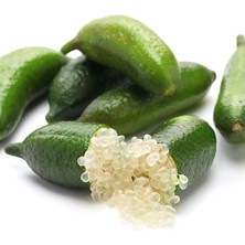 Wishora Store Naturel Tüplü Aşılı Mikro-Narenciye Finger Lime Fidanı-Meyve Verme Durumunda