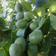 Wishora Store Sepetim 3 Yaş Aşılı Chandler Ceviz