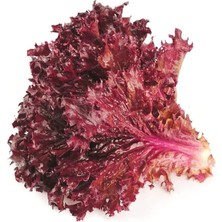 Wishora Store Kıvırcık Marul Tohumu / 40 Adet Tohum