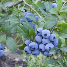 Wishora Store Sepetim 3 Yaş Sweetheart Çeşiti Yaban Mersini