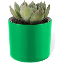 Wishora Store Mimoza Saksı Küçük Boy Plastik Kaktüs Sukulent Saksısı (Yeşil, 0.2 Litre)