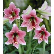Wishora Store Dünyam 10 Adet Pink Amaryllis Vittata Tohumu