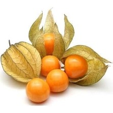 Wishora Store Çilek Tohumu 10 15 Adet Paketli