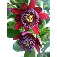 Wishora Store Passiflora Çarkıfelek Çiçeği Tohumu(5 Tohum)