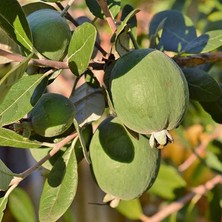 Wishora Store Tüplü Kaymak Ağacı Feijoa Fidanı