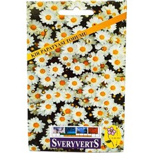 Wishora Store Kır Papatyası Çiçeği Tohumu